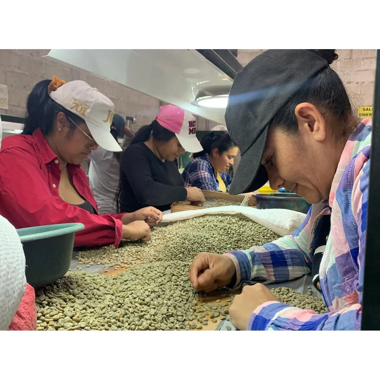 Café Oro Verde para exportación